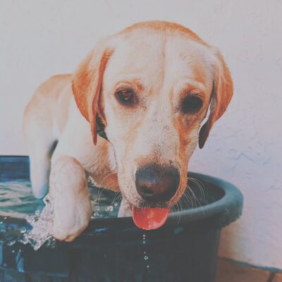Pool time is the best time