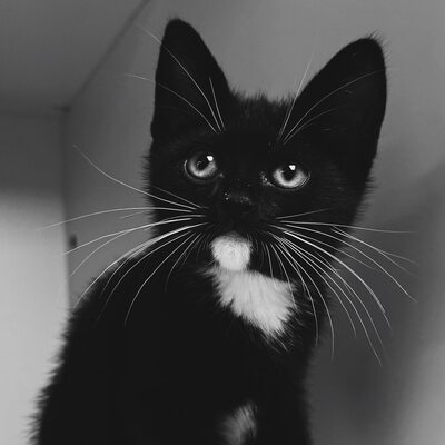 Look Cute Get Adopted