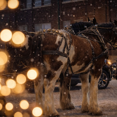 Clydesdales (2) - Christmas Magic on Main Street