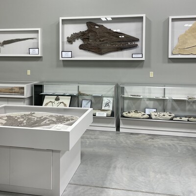 Fossils from the Leonard and Irene Purinton Collection.