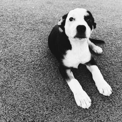 Puppies